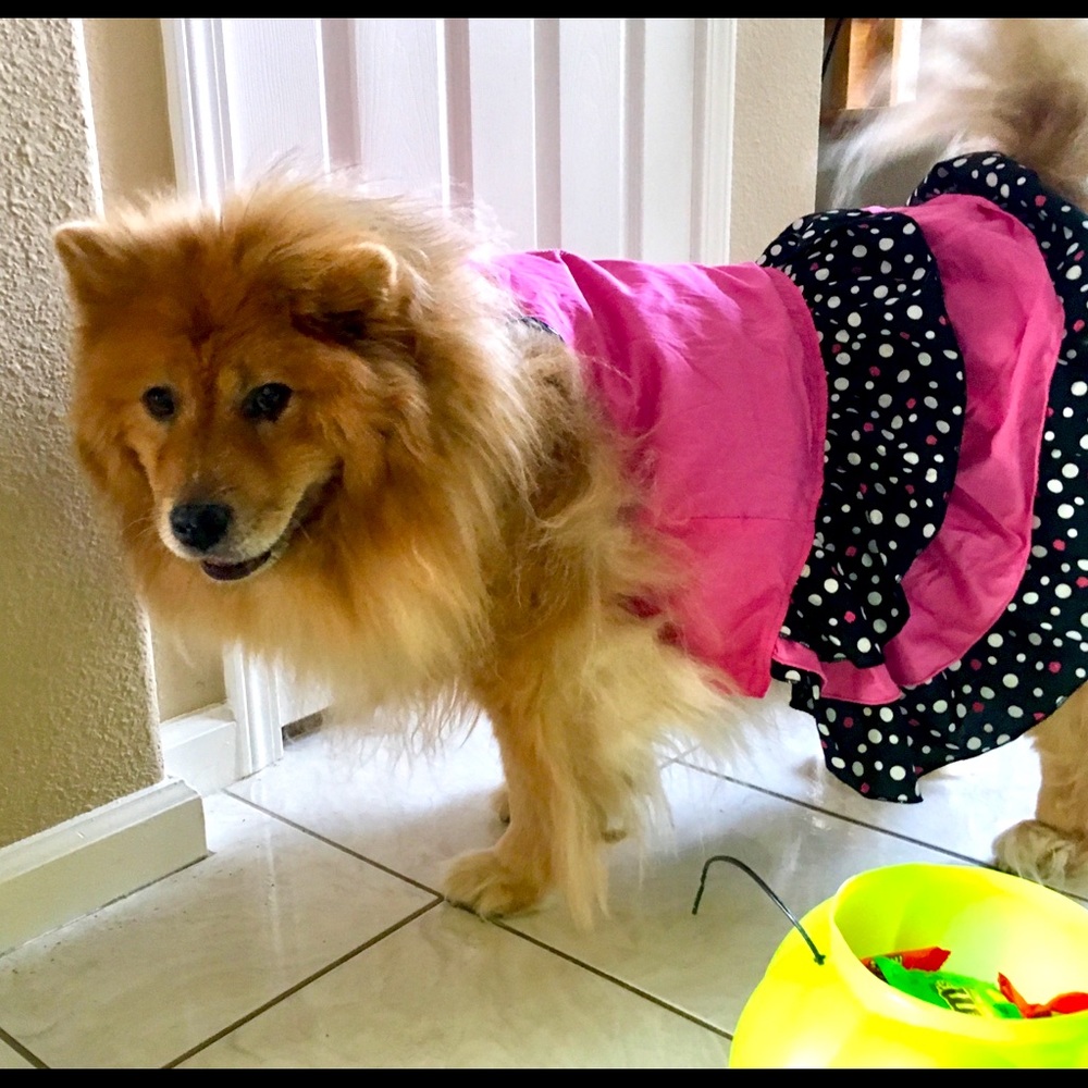 Parisian Pet Sundress XL  Like New 💖👗 🖤